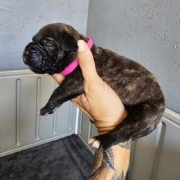 Perro de Presa Canario Puppies from PaPaws Gotta Love It Kennels