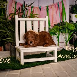 Steve - Red  male Goldendoodle puppy in Syracuse, Utah from 2 Bros Doodles