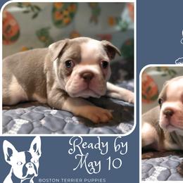 Boston Terrier Puppies from Lola & Milo's Pups-Boston Terrier -CKC