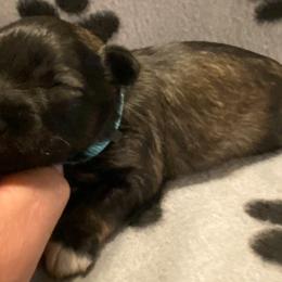 Blue Collar - Male - Black and silver male Miniature Schnauzer puppy in Robstown, Texas from Alves Miniature Schnauzers