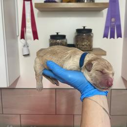 Blue - Golden male Golden Retriever puppy in Shingle Springs, California from California Spaniels