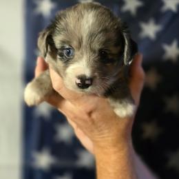 Willow - Blue merle female Miniature Australian Shepherd puppy in Arlington, Texas from CopperHead Aussies