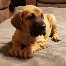 Great Dane Puppies from Honi Vale Great Danes