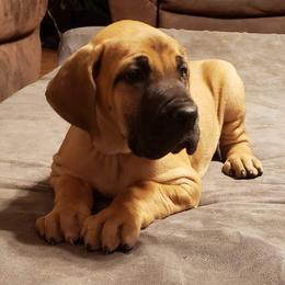 Great Dane Puppies from Honi Vale Great Danes
