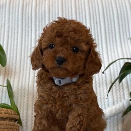 Cavapoos from White Creek