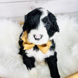 Baron - Black and white male Sheepadoodle puppy in Nixa, Missouri from Davis Family Doodles
