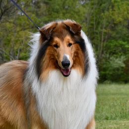 Logan - Collie