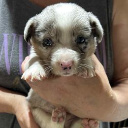 Boy 1 - Blue merle and white male Cardigan Welsh Corgi puppy in Buskirk, New York from Hana-K’s Cardigan Welsh Corgis