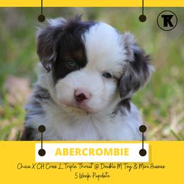 Australian Shepherd, Miniature Australian Shepherd, and Toy Australian Shepherd Puppies from TK Standard, Mini, & Toy Aussies