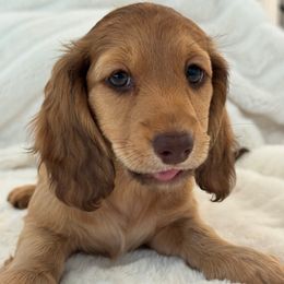 Blaze - Red female Dachshund puppy in La Marque, Texas from For the Love of Doxens