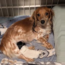 Sophie - Dachshund