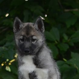 Siberian Husky Puppies from Shawna Wells