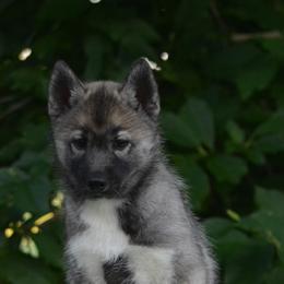 Siberian Husky Puppies from Shawna Wells