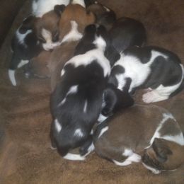 Basset Hound Puppies from Stacey Claar