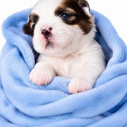 Donald - Brindle and white male Shih Tzu puppy in Rockmart, Georgia from Sonya Garrett