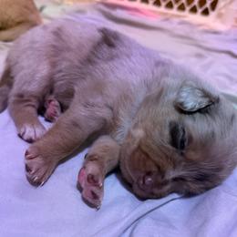 Batman - Red merle male Australian Shepherd puppy in East Hartford, Connecticut from CT Aussies