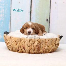 Waffle - Red female Australian Labradoodle puppy in Hurricane, Utah from Red Desert Doodles