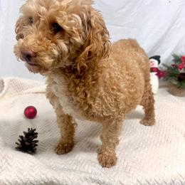 Pupcakes - Poodle