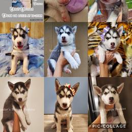 Siberian Husky Puppies from Lunter's Heaven Huskies