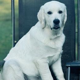 Golden Retriever puppies from Retriever Ranch
