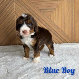 Blue boy - Tri-color male Bernedoodle puppy in Modesto, California from Two Doods Doodles