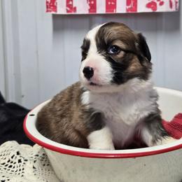 1 GIRL - Red female Pembroke Welsh Corgi puppy in Harrisburg, Illinois from Parish Corgis