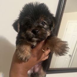 Marcie(2000) - Black and tan female Yorkipoo puppy in Shelby, North Carolina from Precious pups dynasty kennel