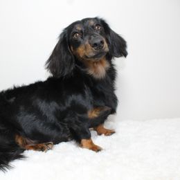 Izzy - Dachshund