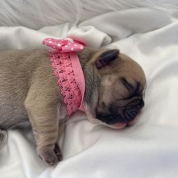 French Bulldog Puppies from Forever Friendchies