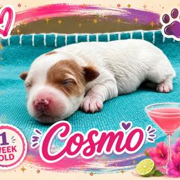 Cosmo - Parti female Goldendoodle puppy in Hendersonville, North Carolina from Kim's Cove