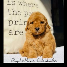 Boy 1 - Red male Australian Labradoodle puppy in Florence, New Jersey from Royal Manor Labradoodles