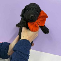 Red Boy - Phantom male Poodle puppy in Edgerton, Wisconsin from ERSA Acres Golden Retrievers...limited registration only offered, AKC Moyen and Miniature Poodles