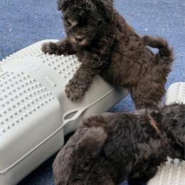 TBA - Black male Pumi puppy in Delhi, New York from Catskill Pumi