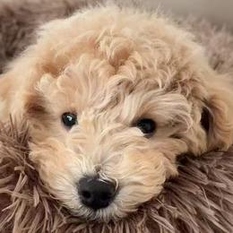 Poodles from JennieMiniPets
