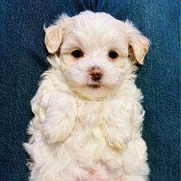 Vader - White male Maltipoo puppy in Morehead, Kentucky from Paw Perfect Pets
