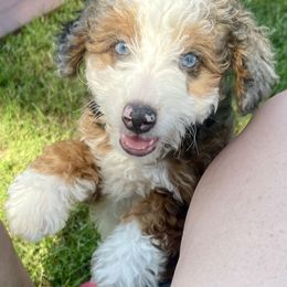 Sophie - Bernedoodle