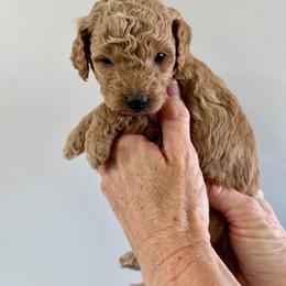 Lady - Red  female Goldendoodle puppy in Lindon, Utah from Ruby’s Minidoodles LLC