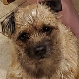 Border Terriers from Christine Vienneau's Border Terriers