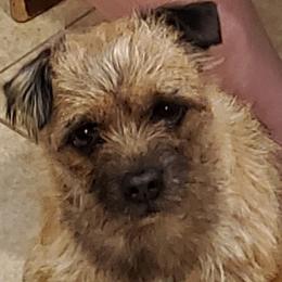 Border Terriers from Christine Vienneau's Border Terriers