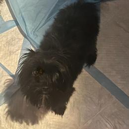 Ebony - Yorkshire Terrier