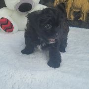 Shichon Puppies from Reynolds family
