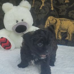 Shichon Puppies from Reynolds family