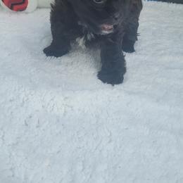 Shichon Puppies from Reynolds family