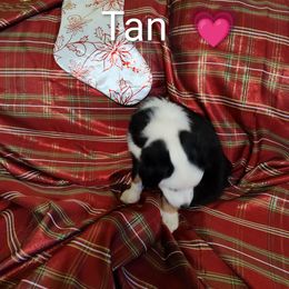 Miniature Australian Shepherd Puppies from Terri's Mini Aussies