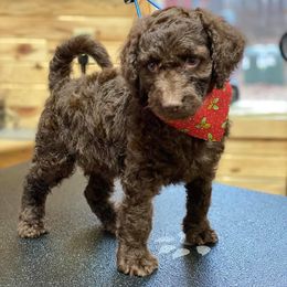 Aussiedoodles from Pine Mountain Puppies