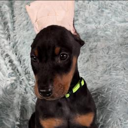 Boy 4 - Black and rust male Doberman Pinscher puppy in Centralia, Missouri from TopSpots Farm