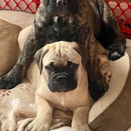 Bullmastiff Puppies from Amulet Bullmastiffs