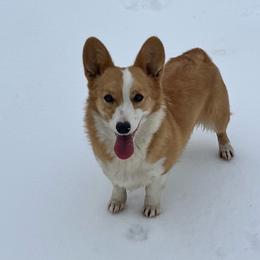 Willow - Pembroke Welsh Corgi