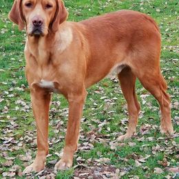 Imre - Red and white Transylvanian Hound puppy in Rough And Ready, California from Royal Transylvanian Hounds