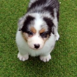 Australian Shepherd Puppies from Briarbrook Australian Shepherds